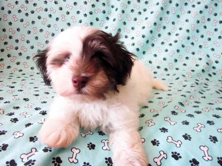 white-chocolate-havanese-puppy-breeder-utah-and-wyoming